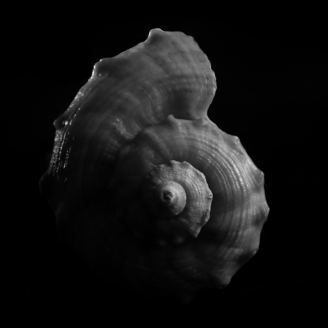 Day 134 of 365: Shell Study - Gasper DSouza